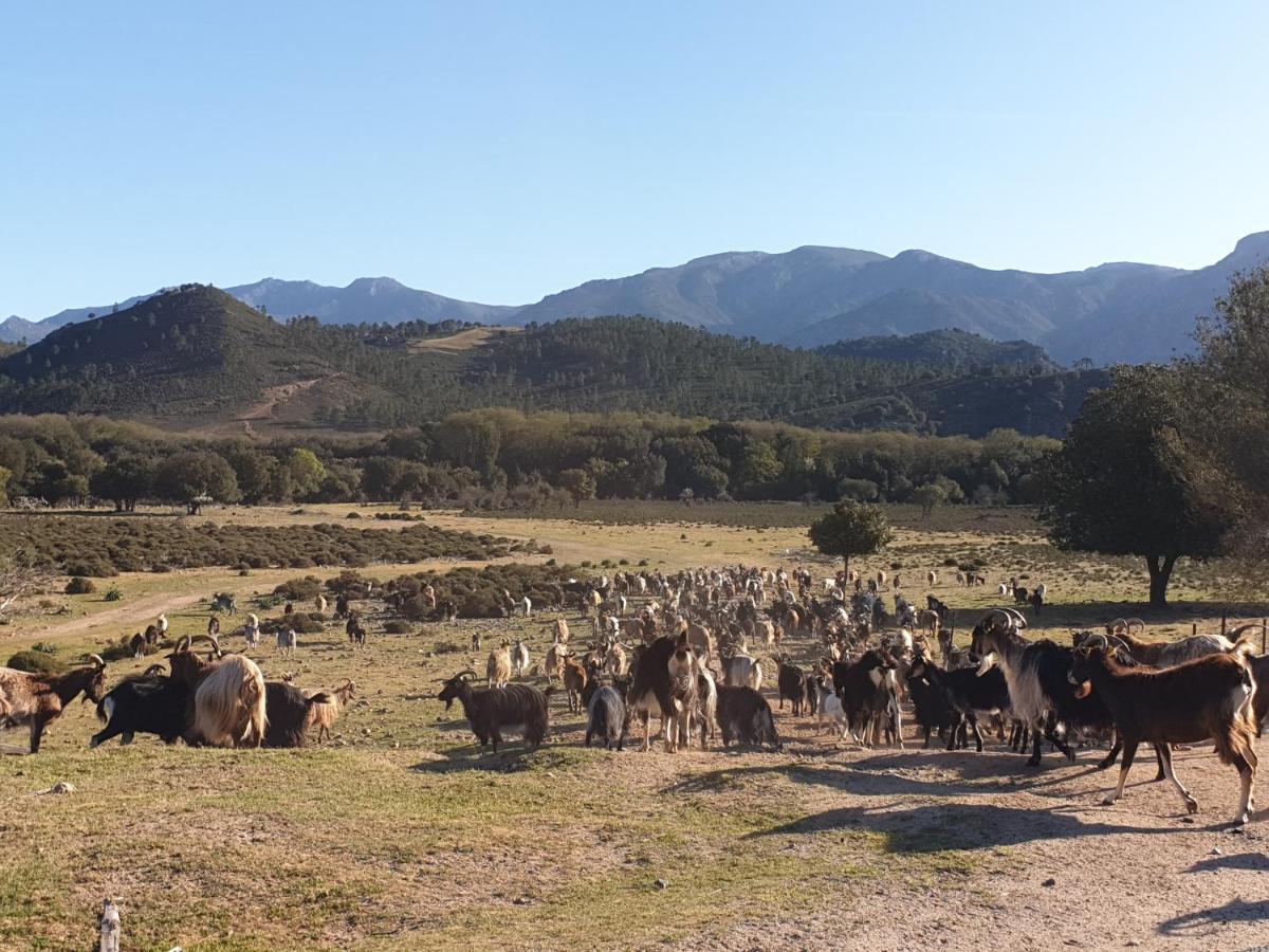 Вілла Domaine U Filanciu - Casa Chiara - Centru Di Corsica Moltifao Екстер'єр фото